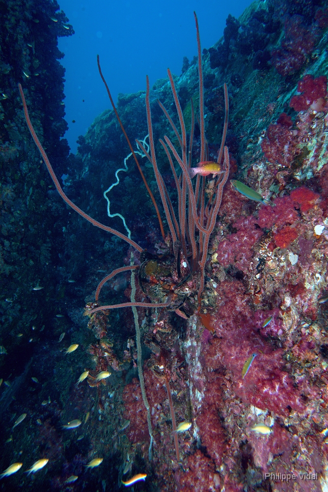 Birmanie - Mergui - 2018 - DSC02768 - Coral - Corail.jpg